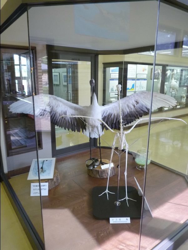 Red_Crowed_Crane18