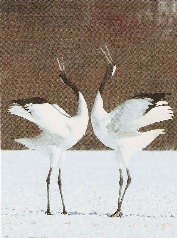 Red_Crowed_Crane22