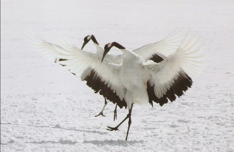 Red_Crowed_Crane23