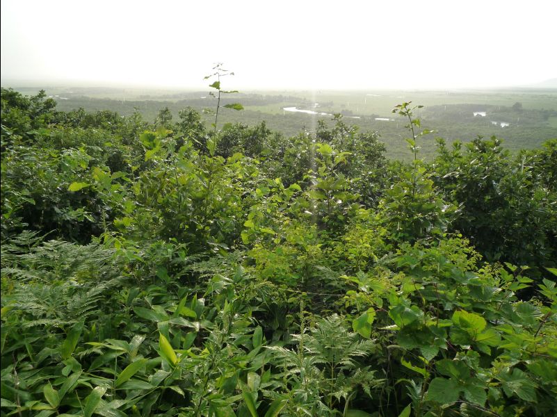 Wetland_Park44