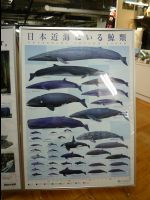 Kushiro40
