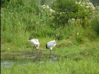 Red_Crowed_Crane07