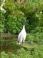 Red_Crowed_Crane11