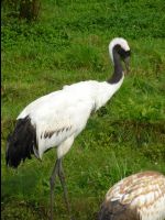Red_Crowed_Crane15