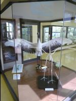 Red_Crowed_Crane18
