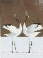 Red_Crowed_Crane22