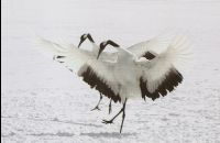 Red_Crowed_Crane23