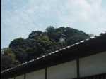 Shimoda13