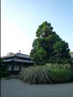 Gifu07