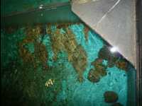 Fresh_Seafood_Restaurant10