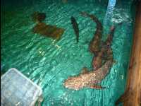 Fresh_Seafood_Restaurant11