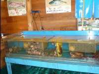 Fresh_Seafood_Restaurant13
