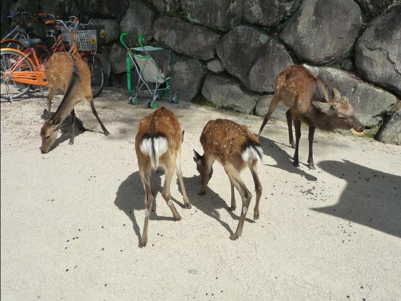 Miyajima42