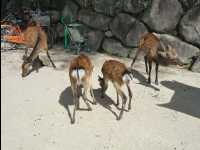 Miyajima42