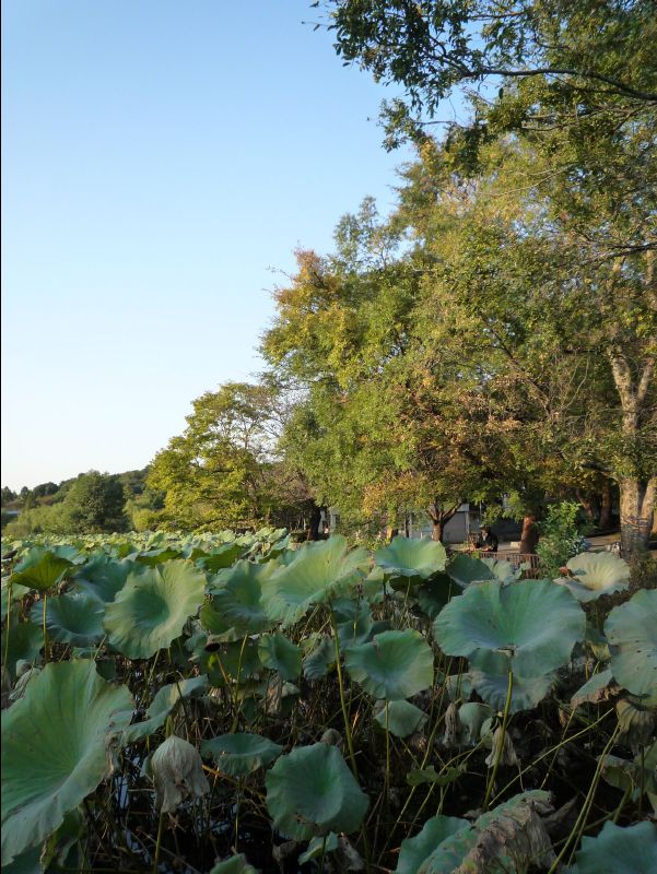 Ueno_Park05
