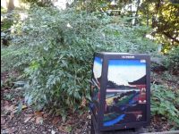 Ueno_Park02