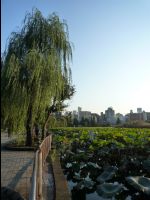Ueno_Park03