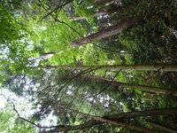 Magome_to_Tsumago14