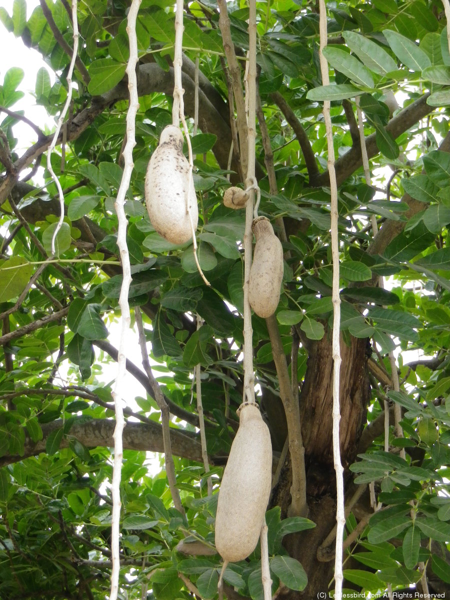 Camaguey70.jpg