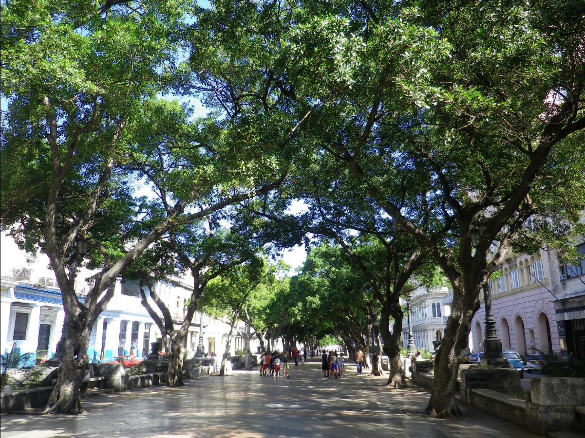 Havana311
