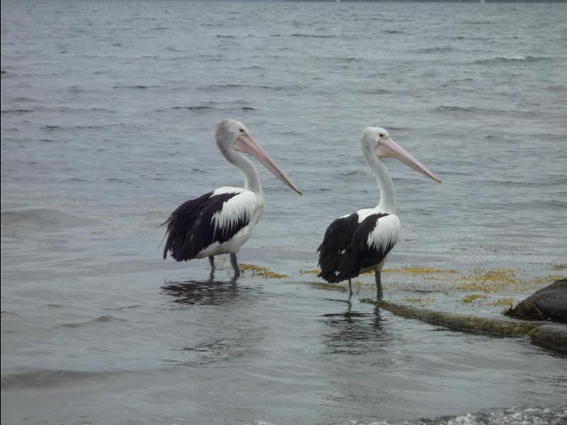 Jervis_Bay_Trip22