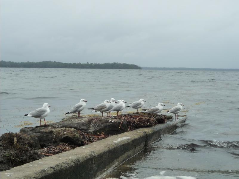 Jervis_Bay_Trip27