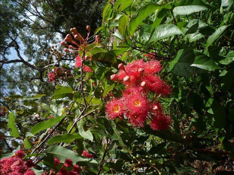 Jervis_Bay_Trip61
