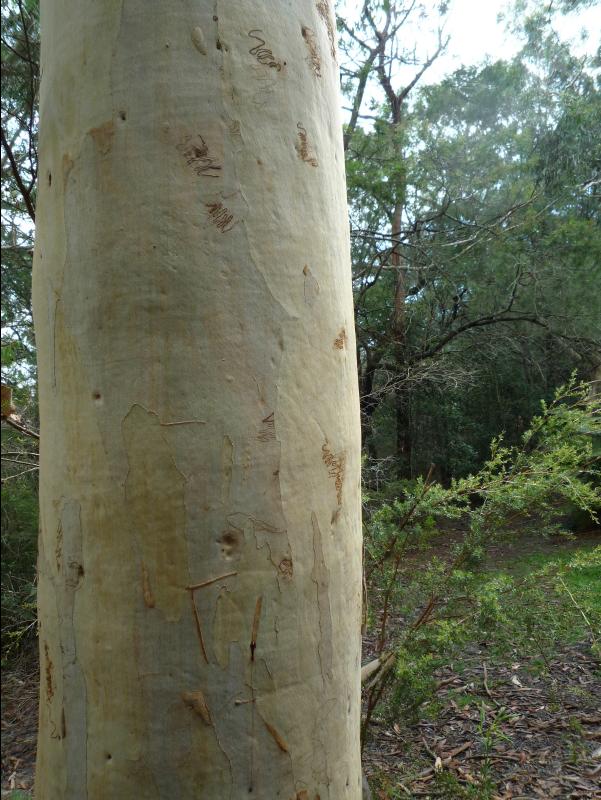 Jervis_Bay_Trip64