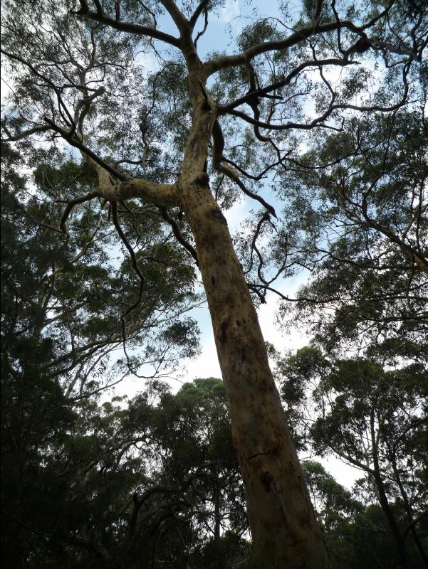 Jervis_Bay_Trip65