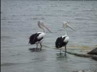 Jervis_Bay_Trip22