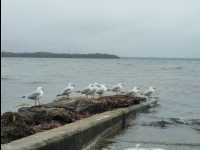 Jervis_Bay_Trip27