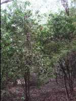 Jervis_Bay_Trip62