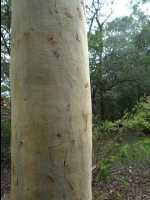Jervis_Bay_Trip64