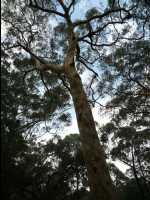 Jervis_Bay_Trip65