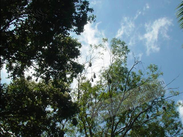 BotanicalGarden08