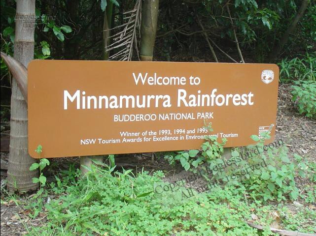MinnamurraRainforest01