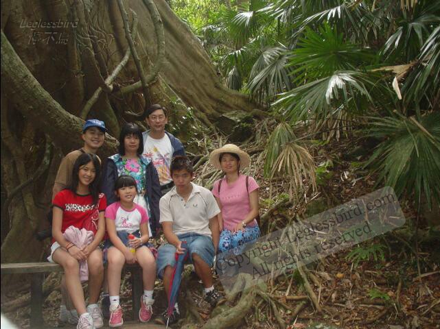 MinnamurraRainforest05