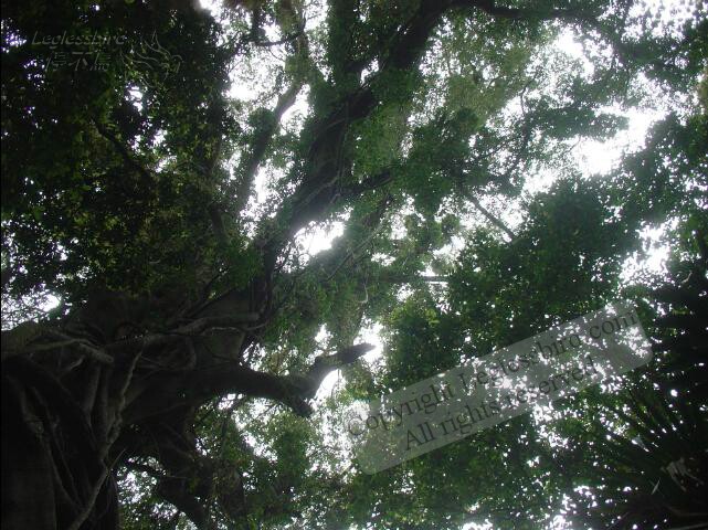 MinnamurraRainforest06