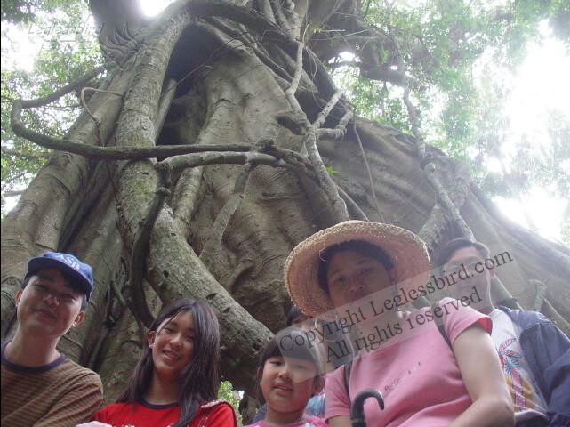 MinnamurraRainforest07