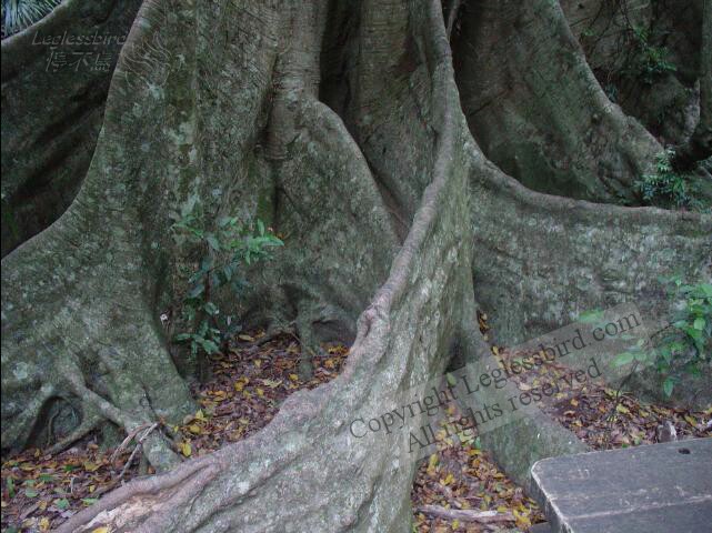 MinnamurraRainforest10