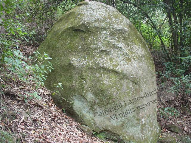 MinnamurraRainforest13