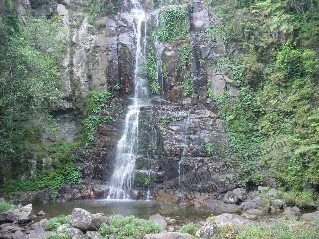 MinnamurraRainforest14