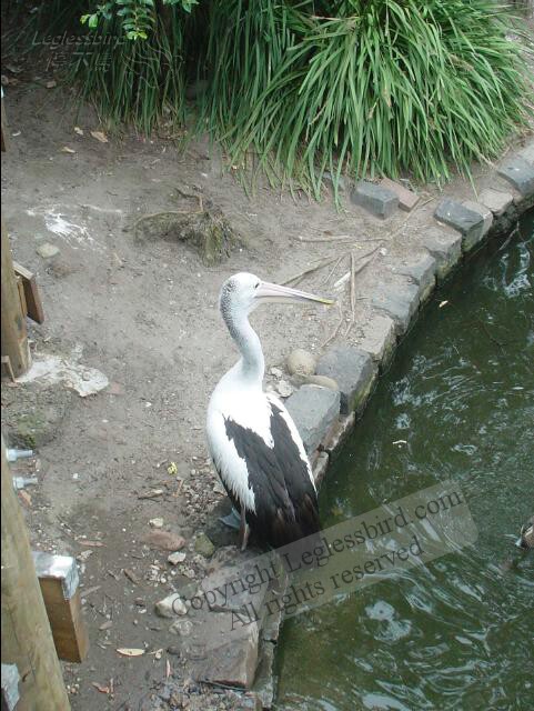 TarongaZoo02