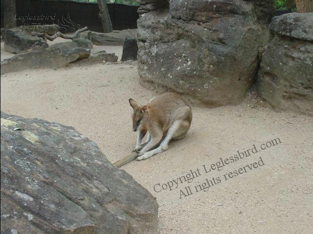 TarongaZoo05