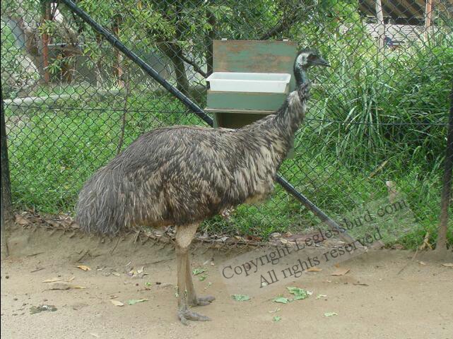 TarongaZoo07