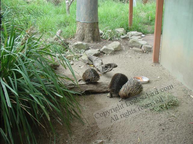 TarongaZoo10