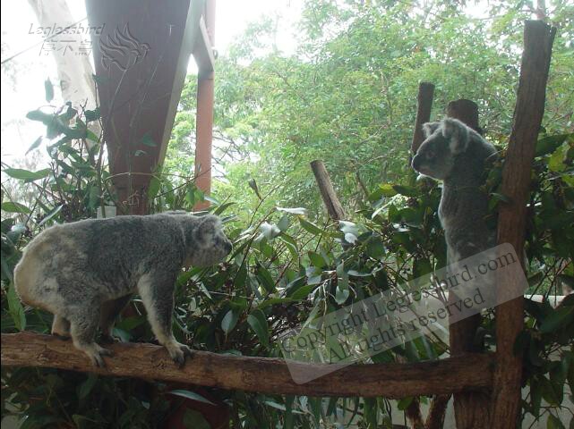 TarongaZoo15