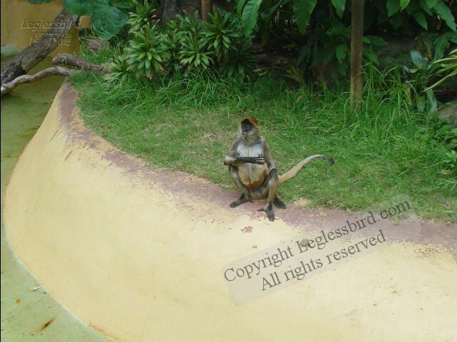 TarongaZoo17
