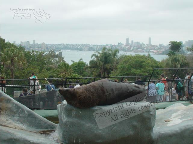 TarongaZoo18
