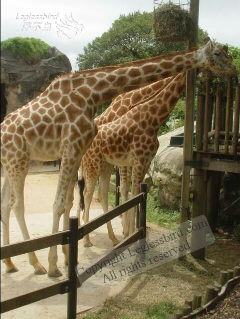 TarongaZoo19